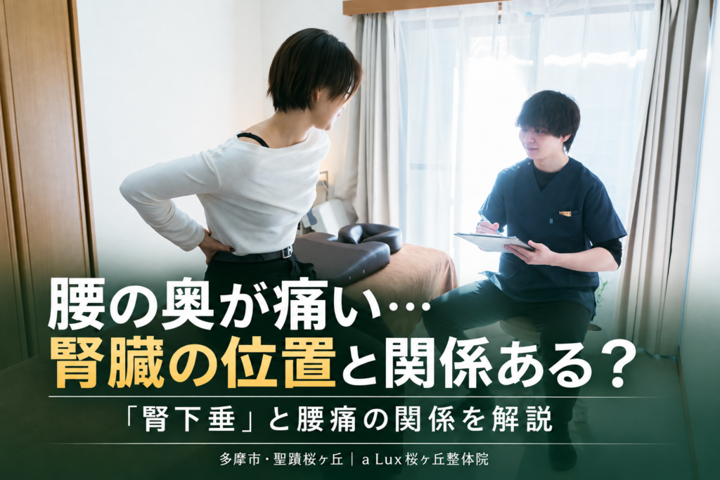 腰の深い痛みと「腎下垂」という言葉｜腎臓の位置と腰痛の関係を解説｜多摩市・聖蹟桜ヶ丘の整体院