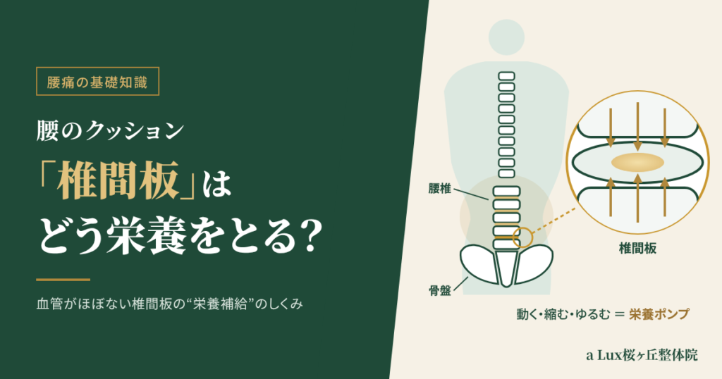 腰のクッション「椎間板」はどうやって栄養をとる？座りっぱなしと腰痛の関係｜多摩市・聖蹟桜ヶ丘の整体院